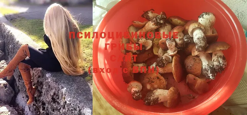 Псилоцибиновые грибы Psilocybe  купить наркоту  Ак-Довурак 